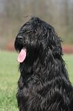 BRIARD 257